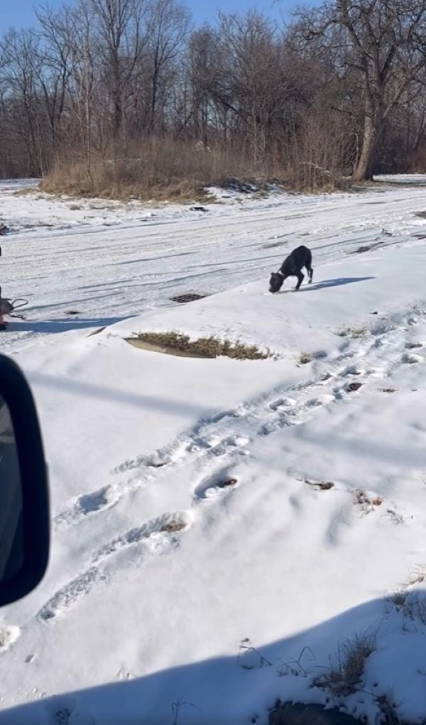 Pit Bull on a snow