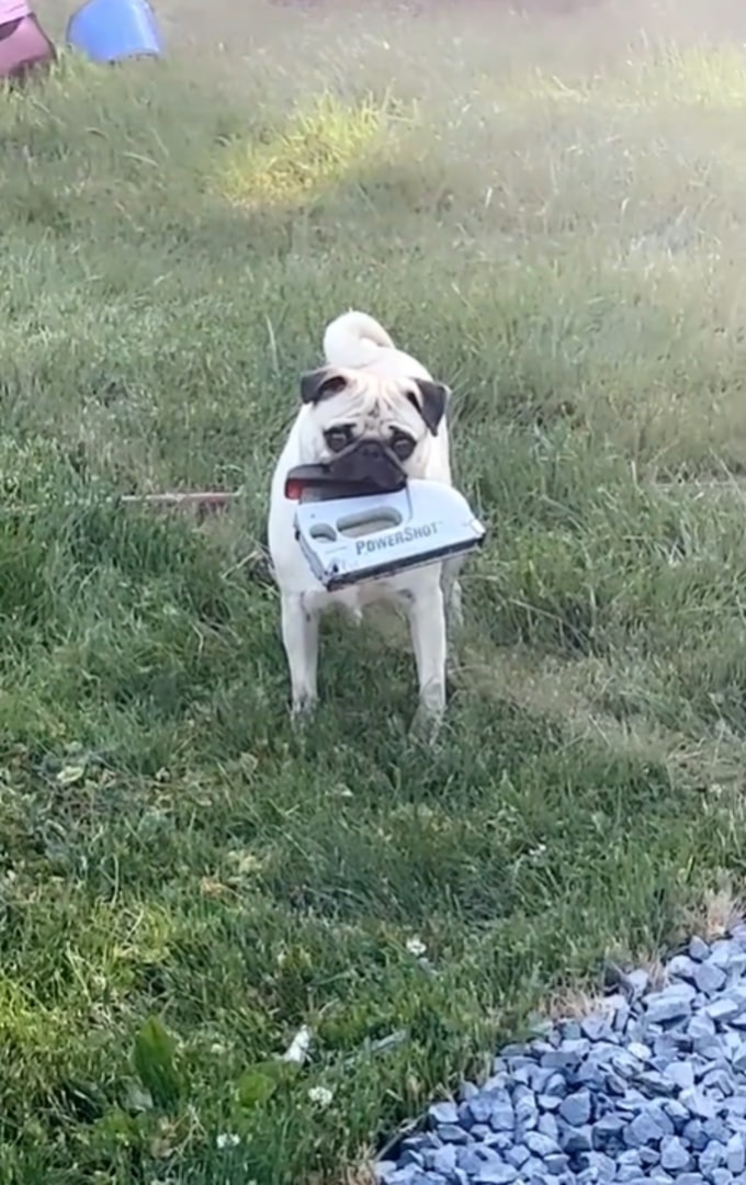 Pug bringing item in mouth