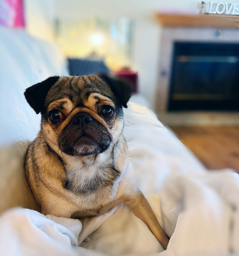 Pug