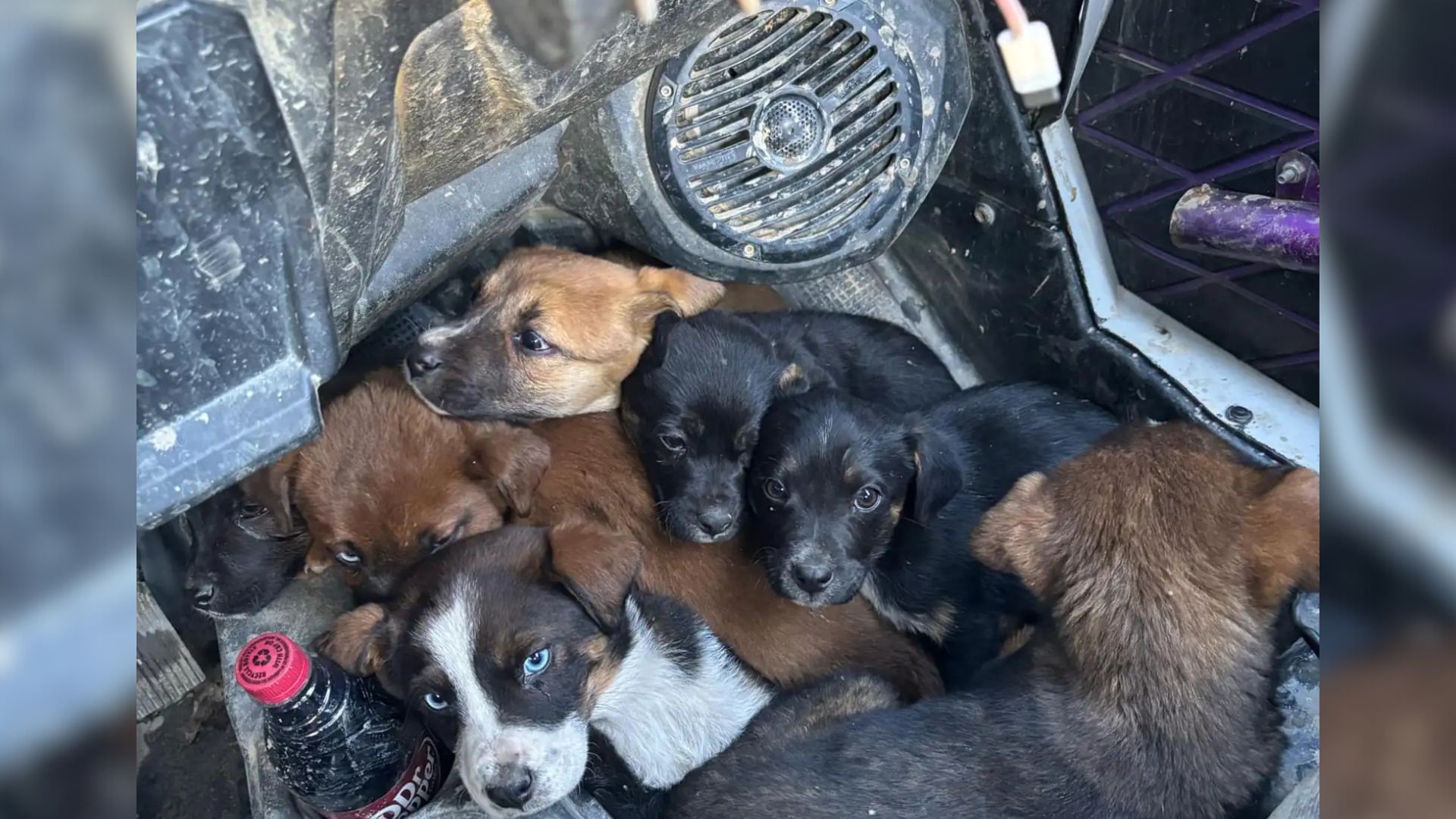 dumped puppies