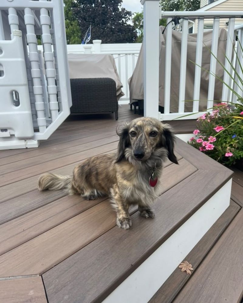 Puppy Enjoying a Breeze