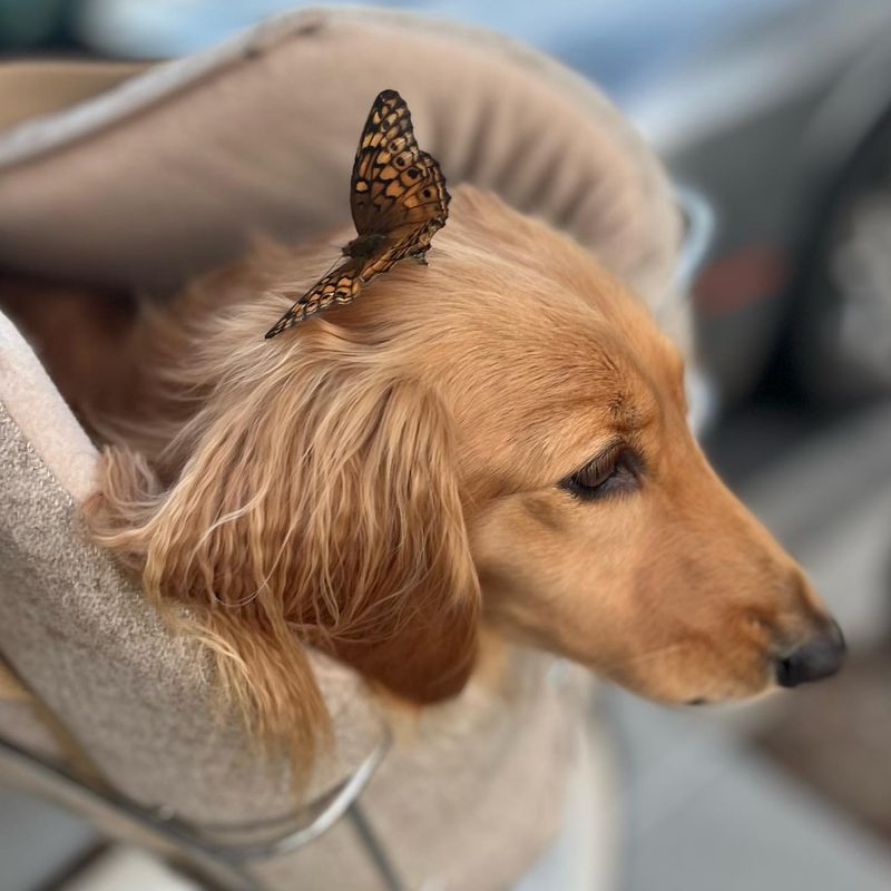 Puppy Playing with Butterflies