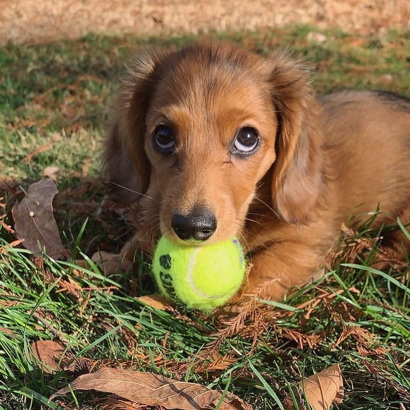 Puppy Playing with a Ball