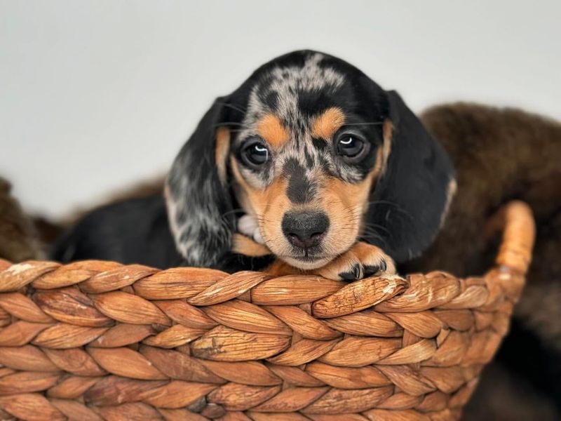 Puppy in a Basket