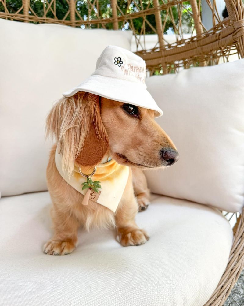 Puppy in a Sun Hat