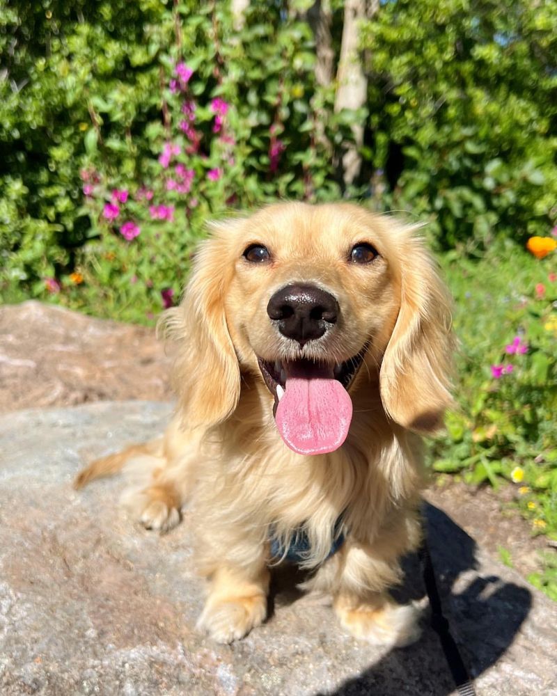 Puppy in the Sunshine