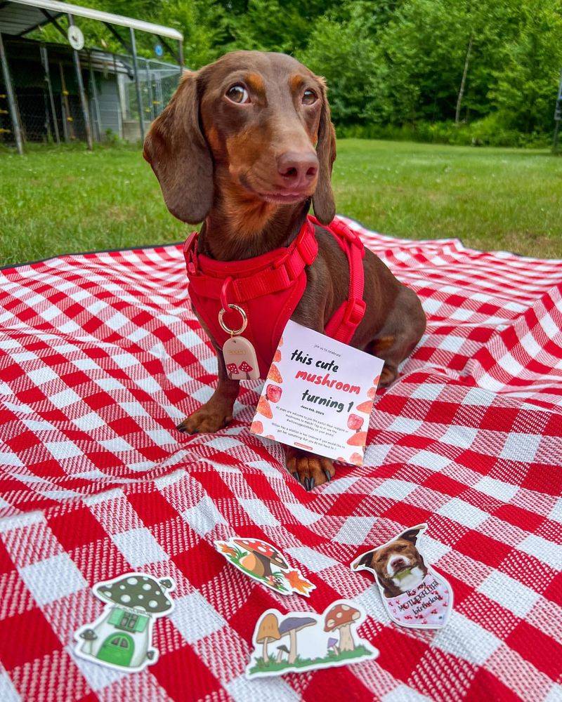 Puppy on a Picnic Blanket