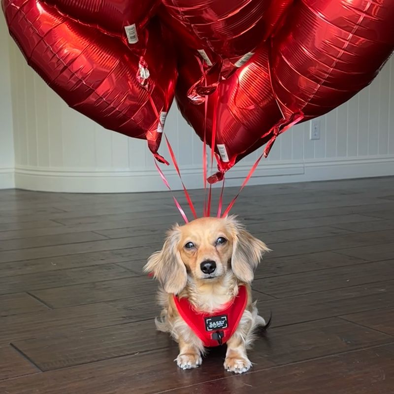 Puppy with a Balloon