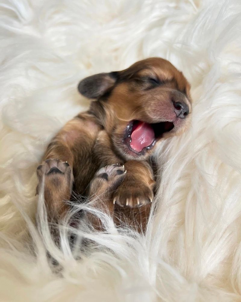 Puppy with a Big Yawn