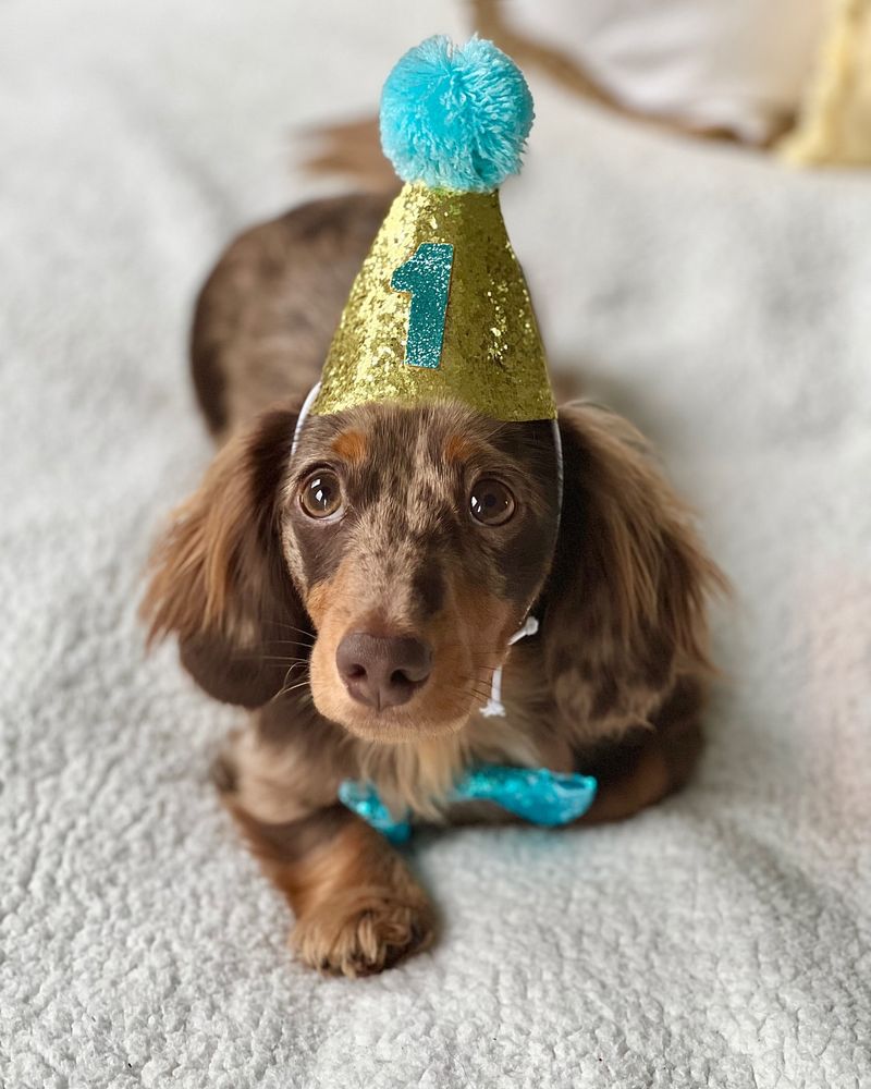 Puppy with a Birthday Hat