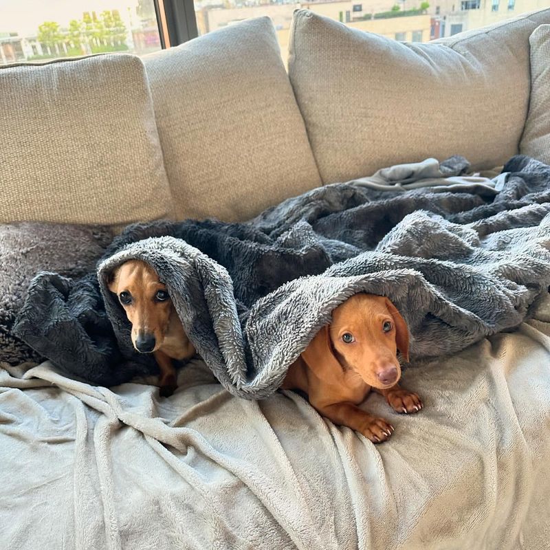 Puppy with a Blanket Fort