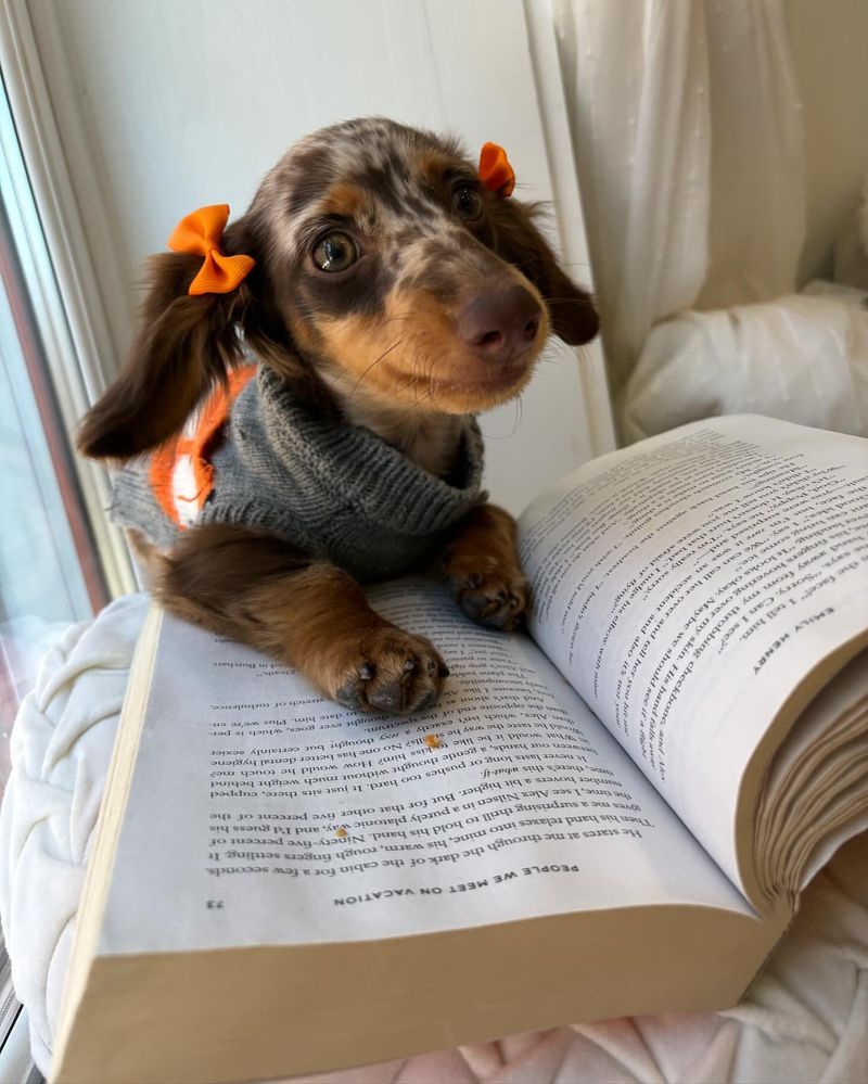 Puppy with a Book