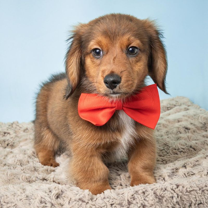 Puppy with a Bowtie