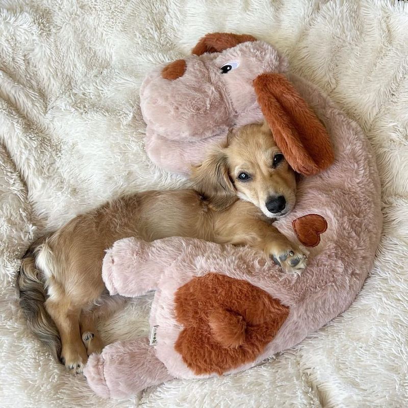 Puppy with a Pillow