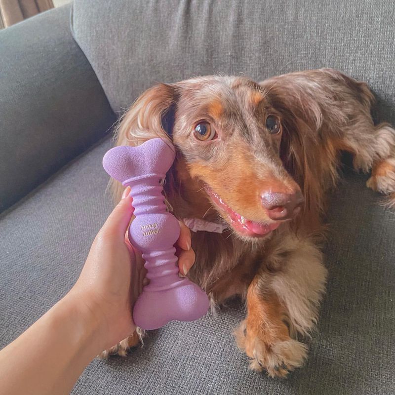 Puppy with a Squeaky Toy