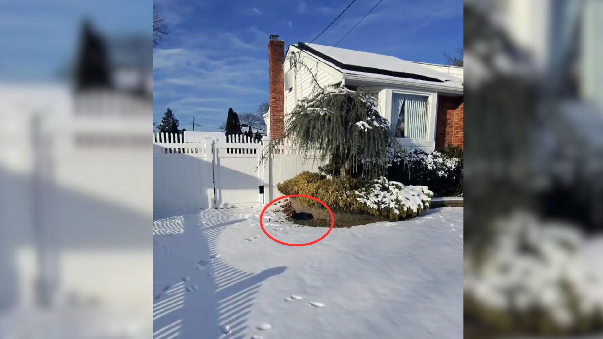 Rescuer Spots Black Fluffy Lump In The Snow And Makes A Shocking Realization