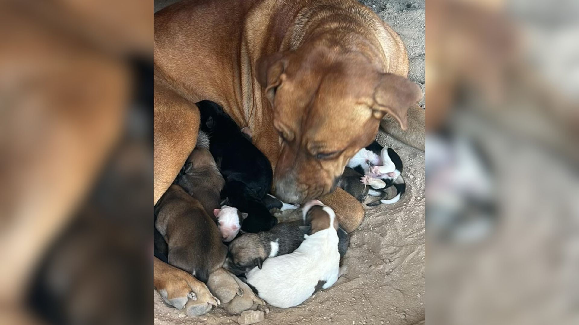 Starving Mom Dog And Her 10 Babies Found In The Desert By California Rescuers