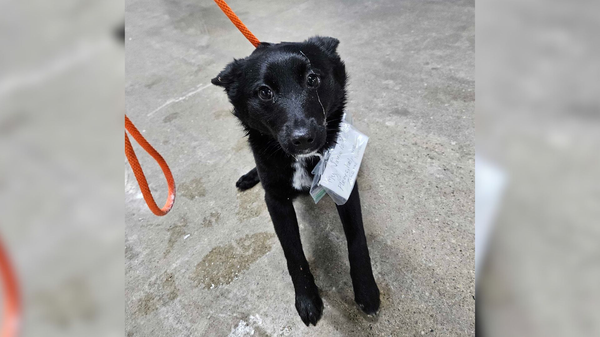 Rescuers Shocked By Dog Dumped In Parking Lot With Desperate Handwritten Plea For Help On Her Collar