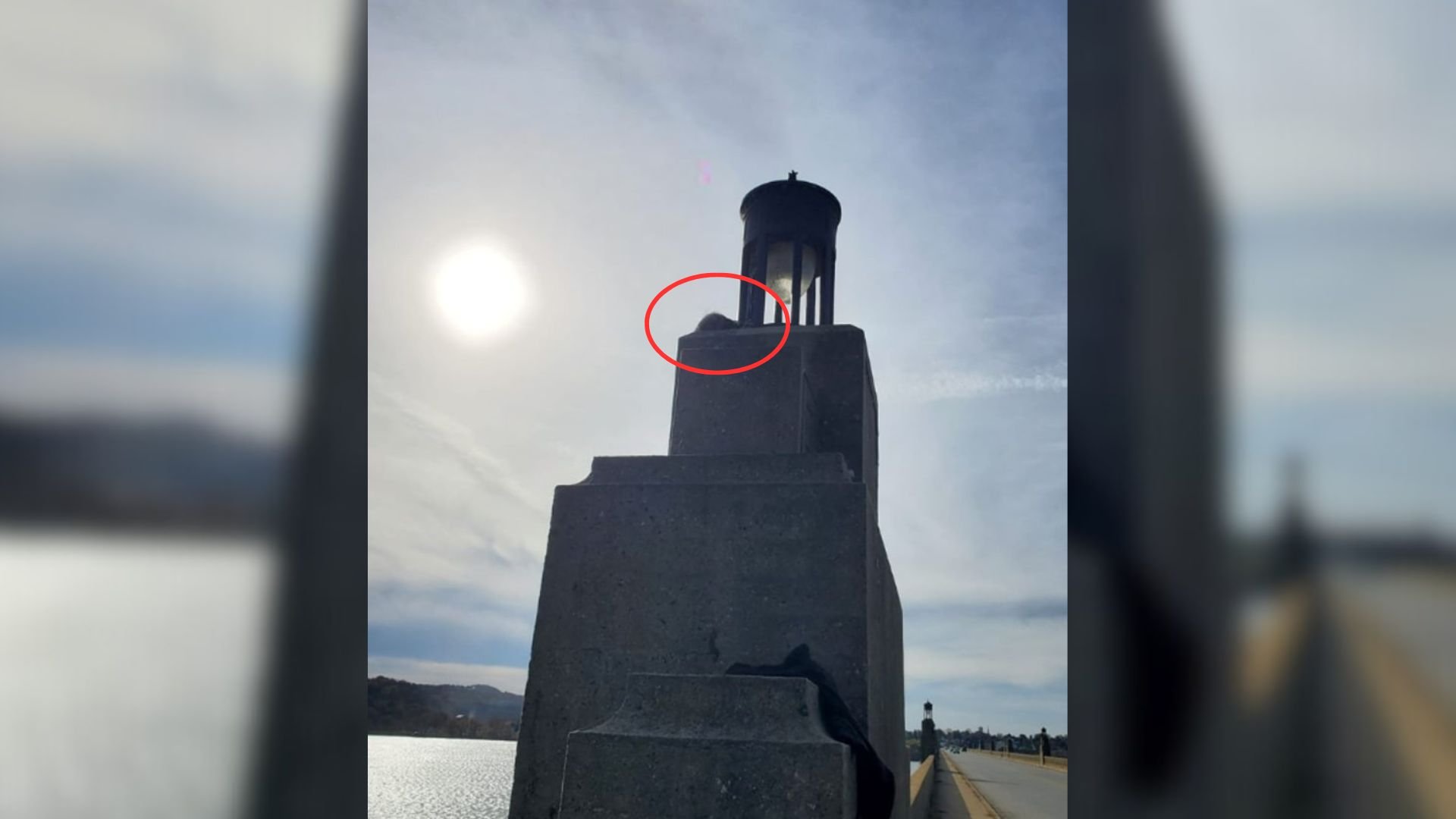 stranded dog on a bridge