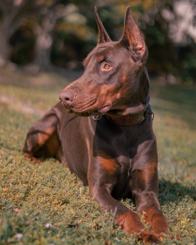 Rust Doberman