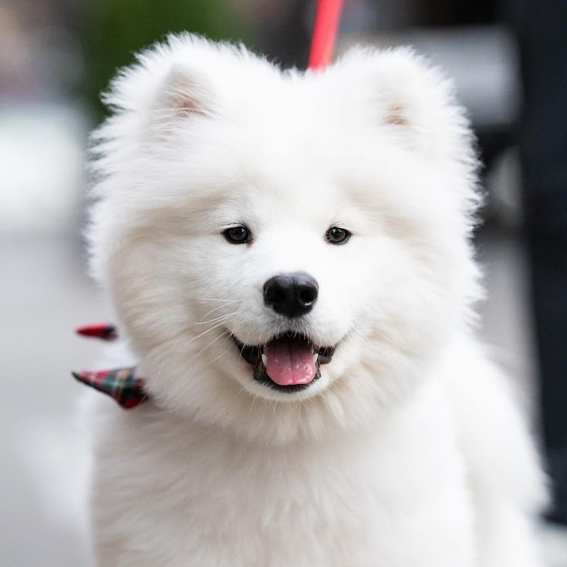 Samoyed