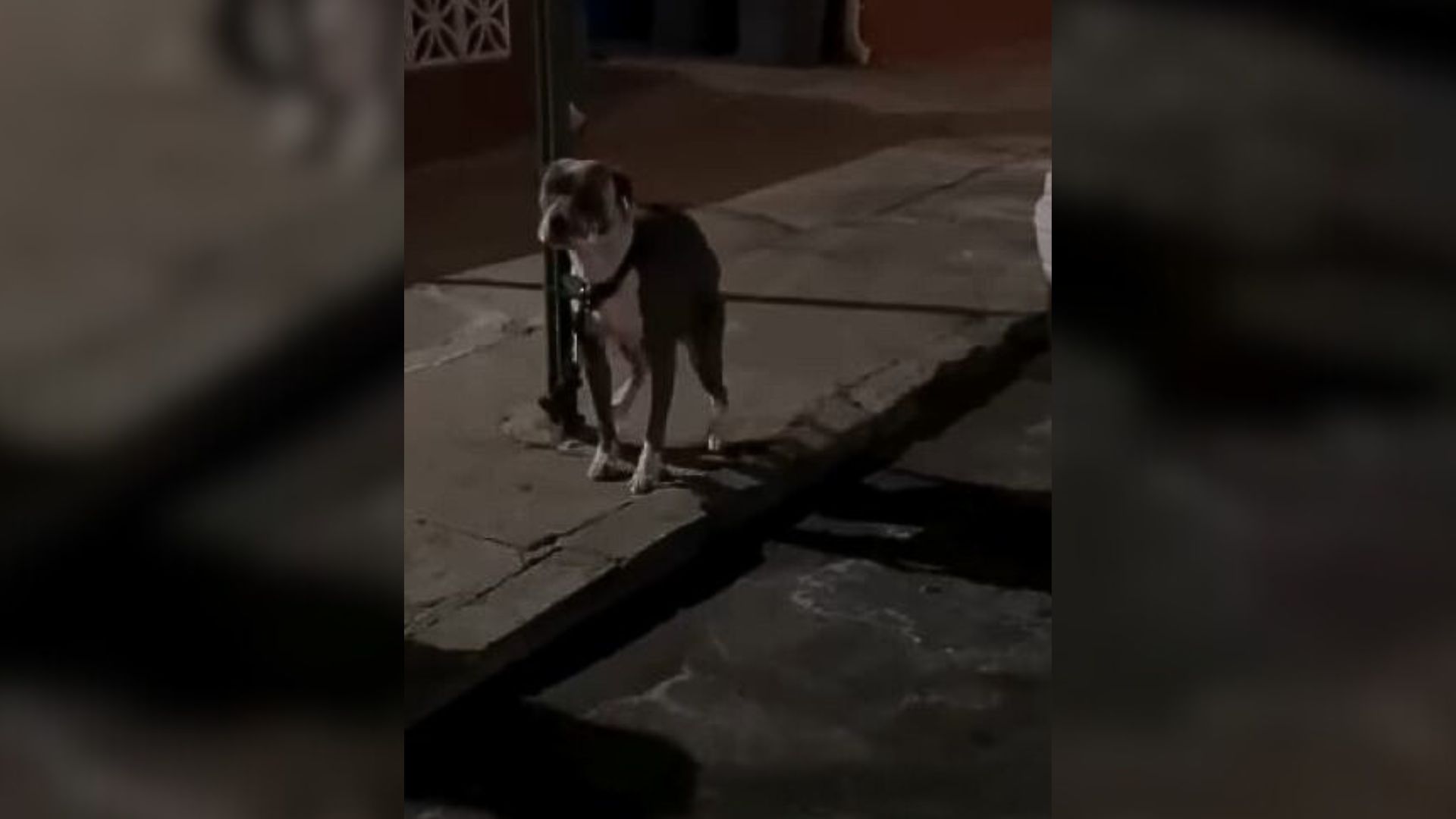 Dog tied to a pole