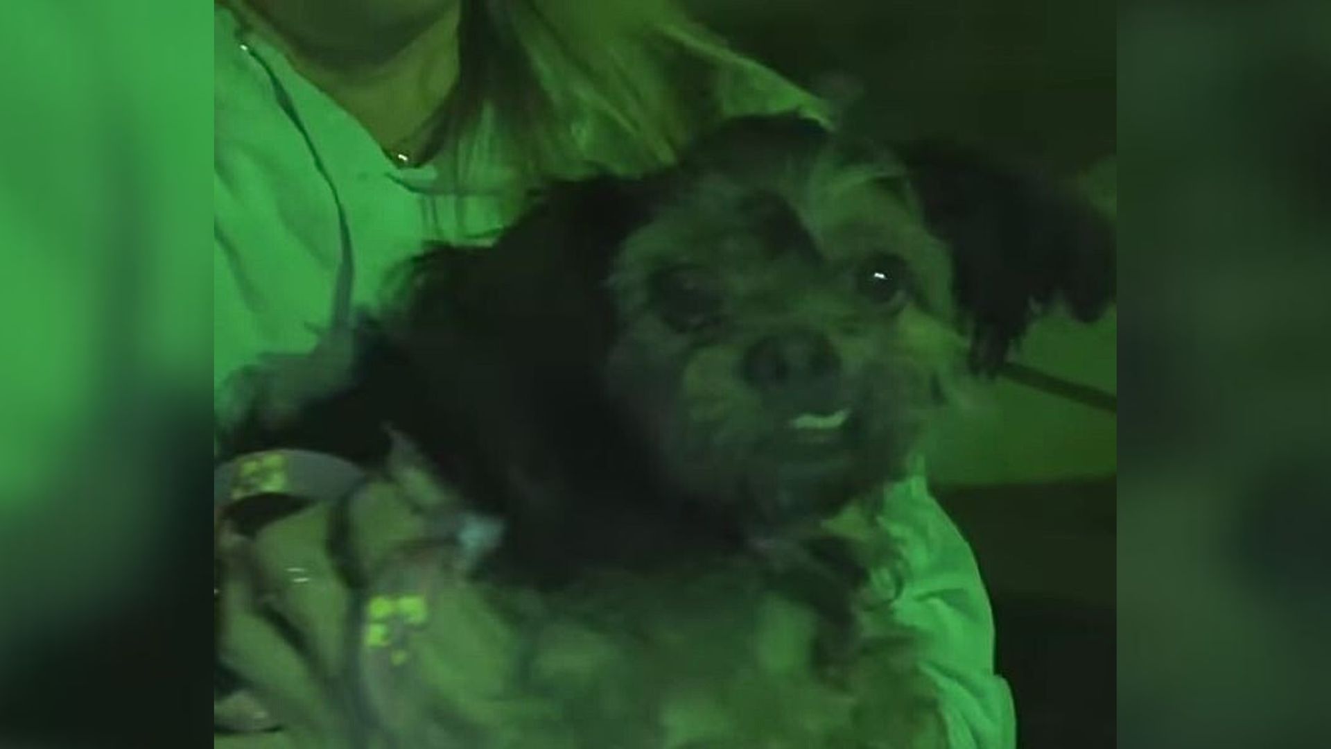 Scared Pup Rescued From A Homeless Encampment In California Turns Into The Happiest Dog