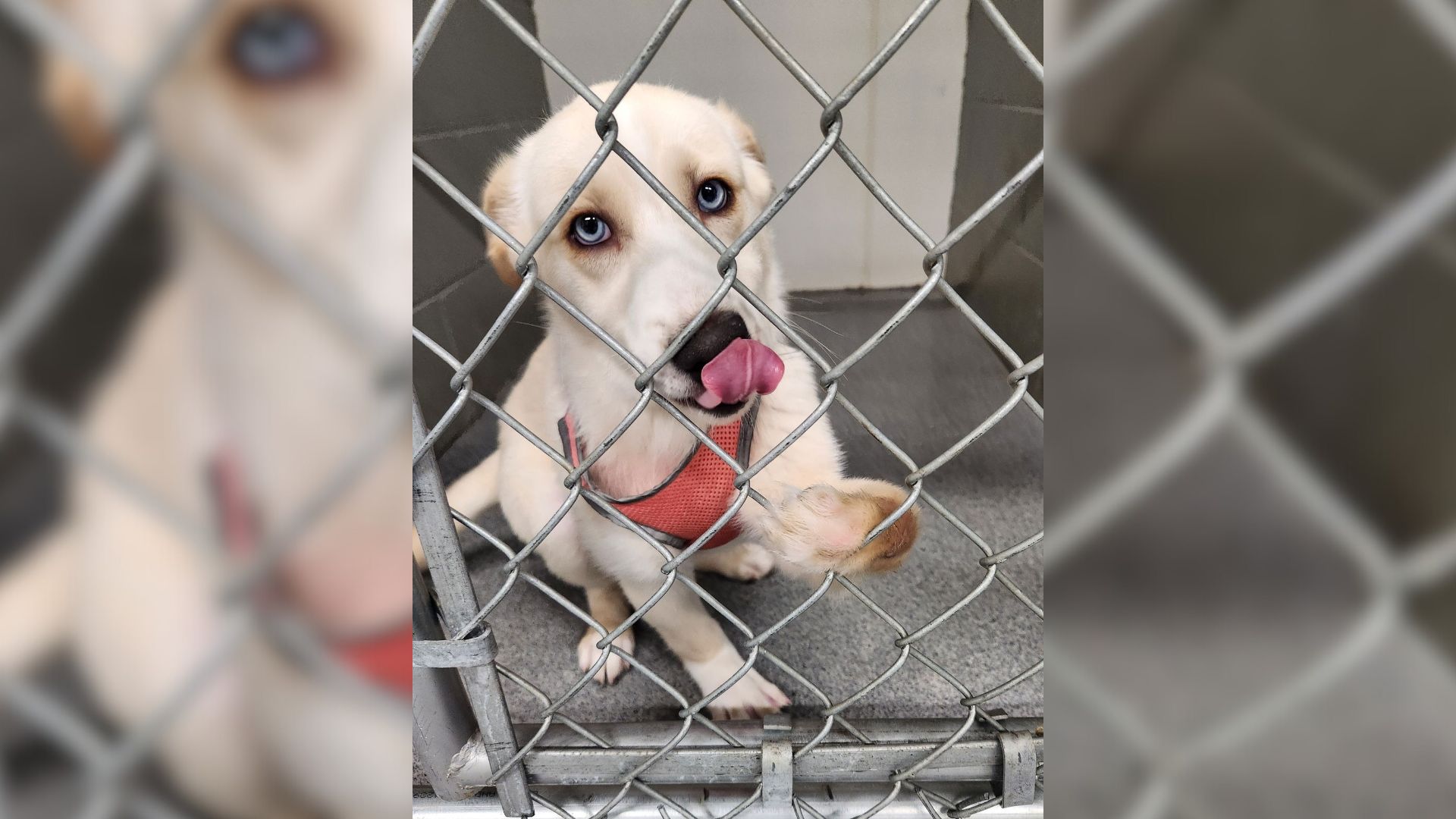 Minnesota Rescuers Noticed A Pup Reaching Through Kennel Bars And Politely Asking Them To Help Her Find A Home