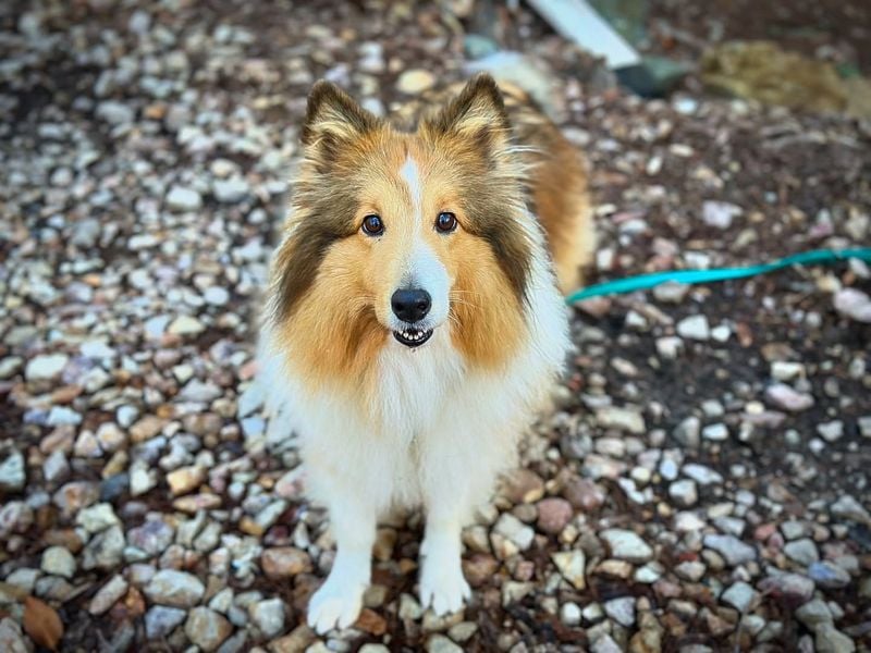 Sheltie