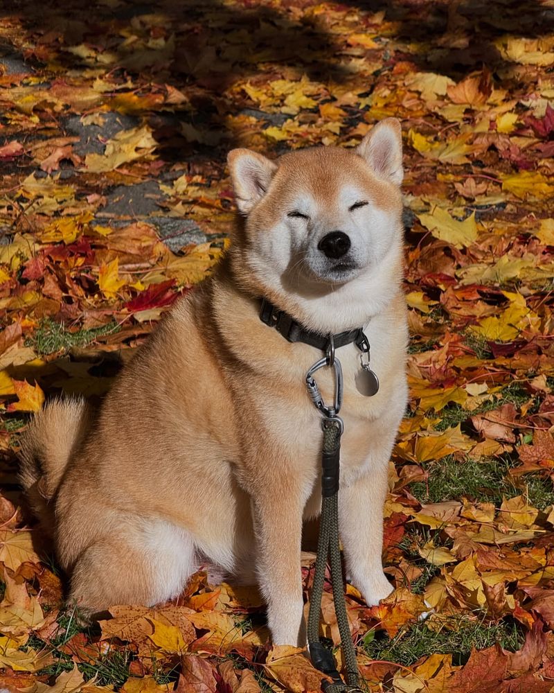 Shiba Inu