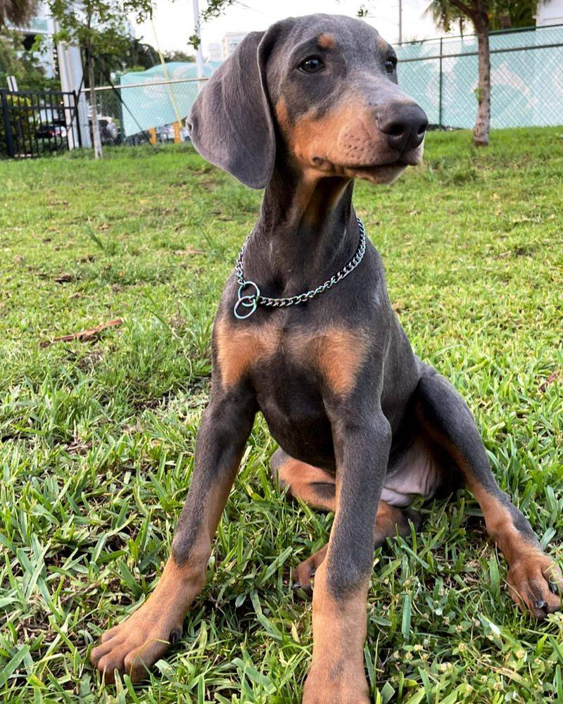 Silver Doberman