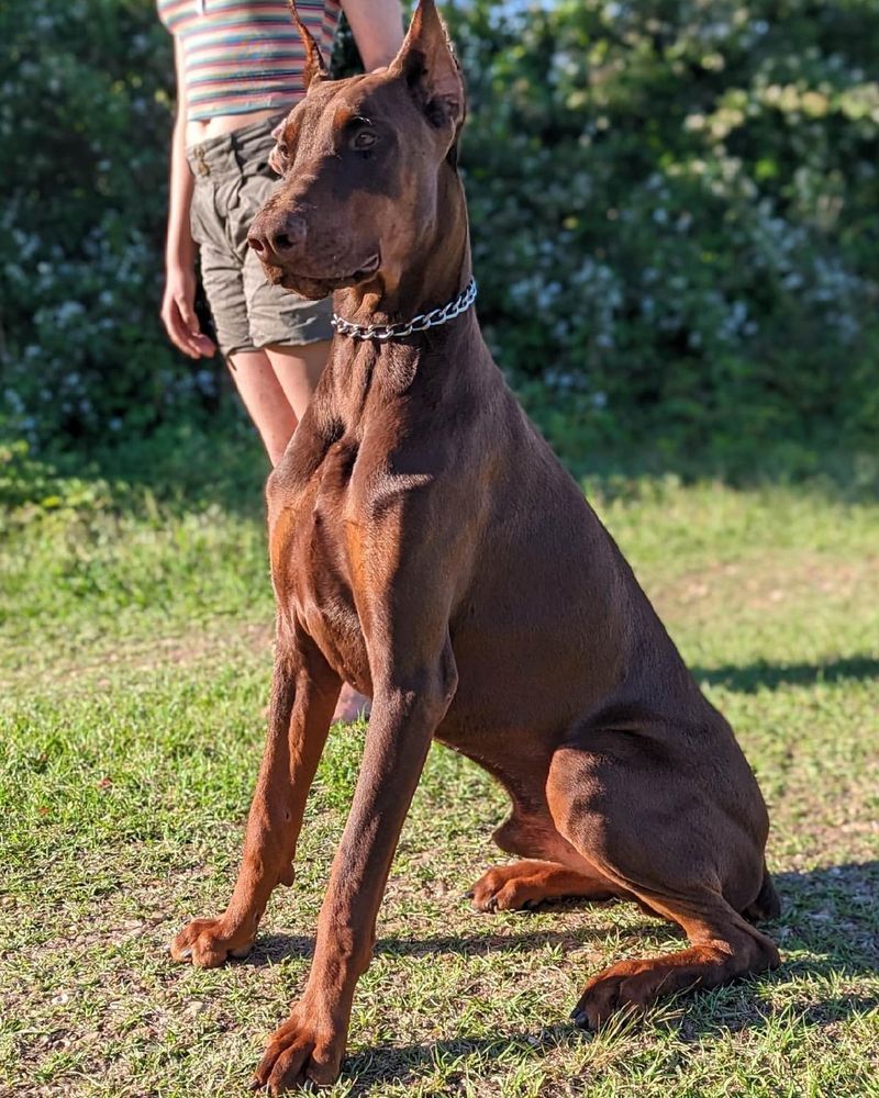 Solid Red (Melanistic Red)