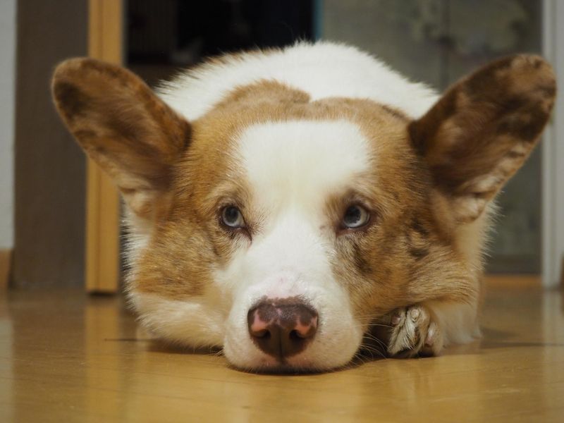 Speckled Ears