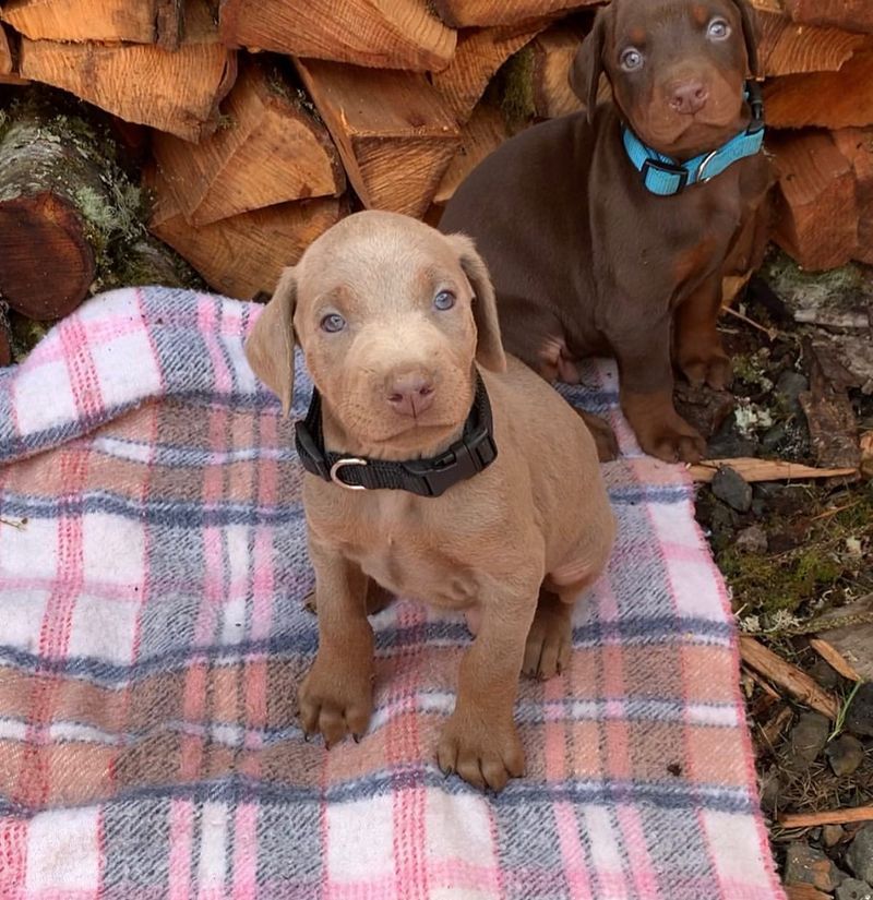 Tan Doberman