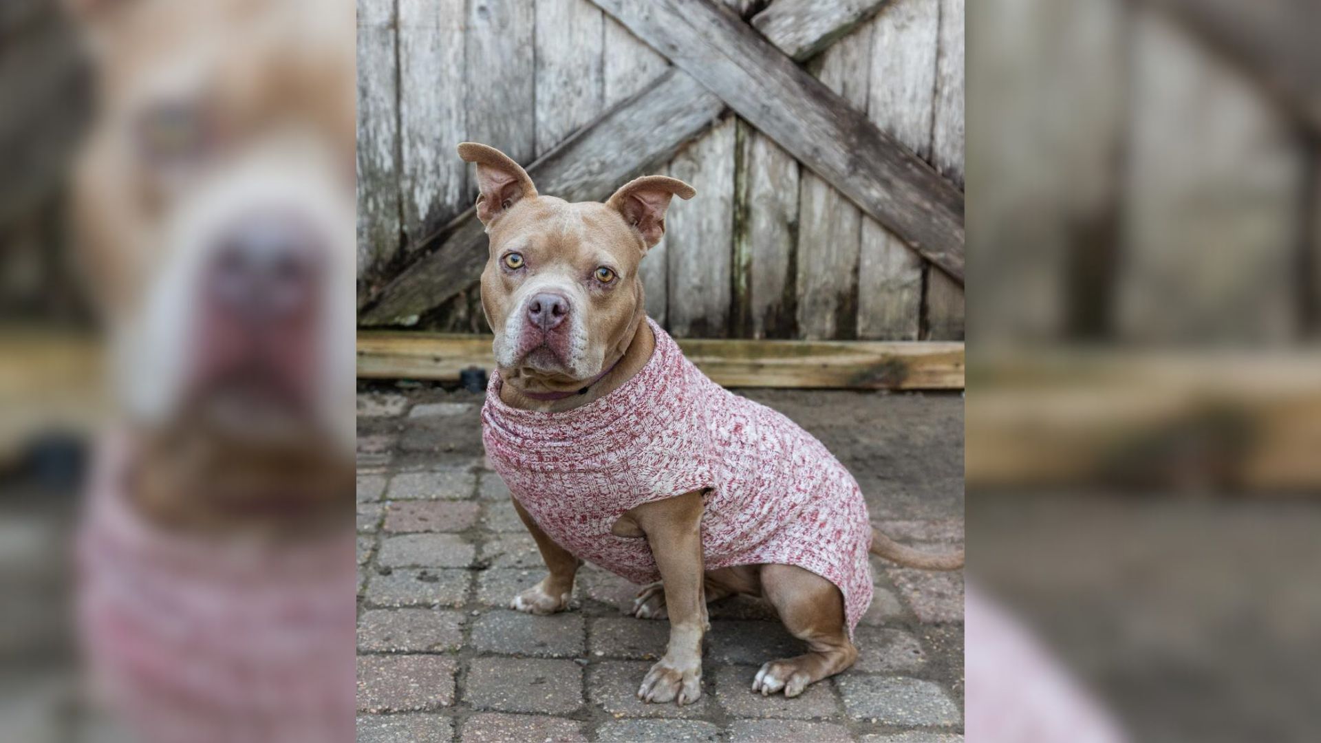 The Saddest-Looking Dog Spends 5 Years In Shelter After Being Overlooked By Everyone