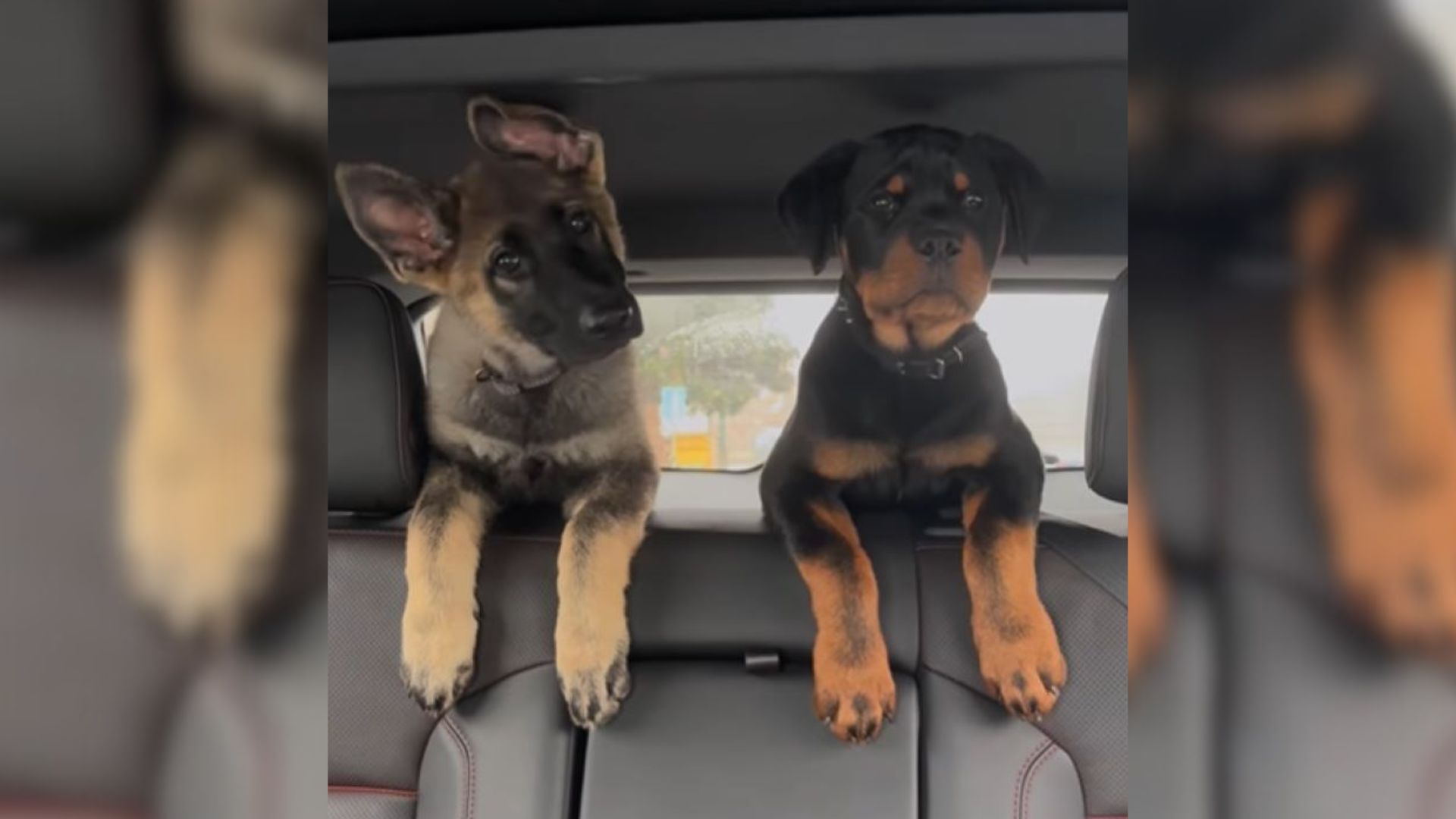 dogs in car