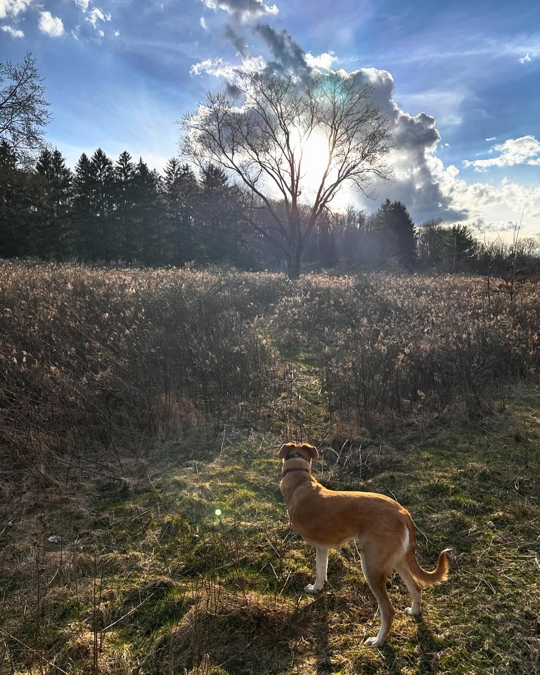 Three legged dog standing