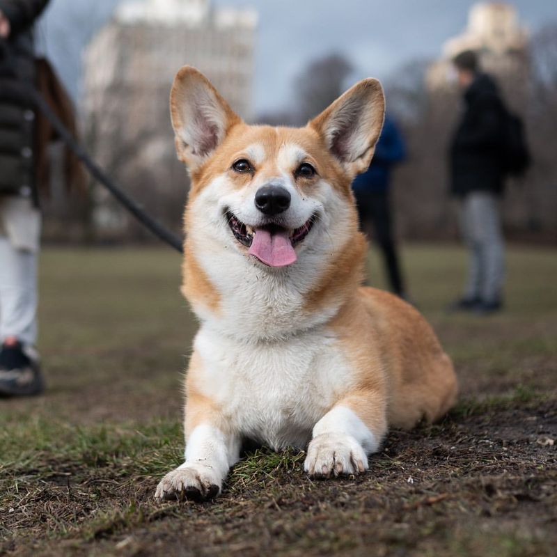 Welsh Corgi