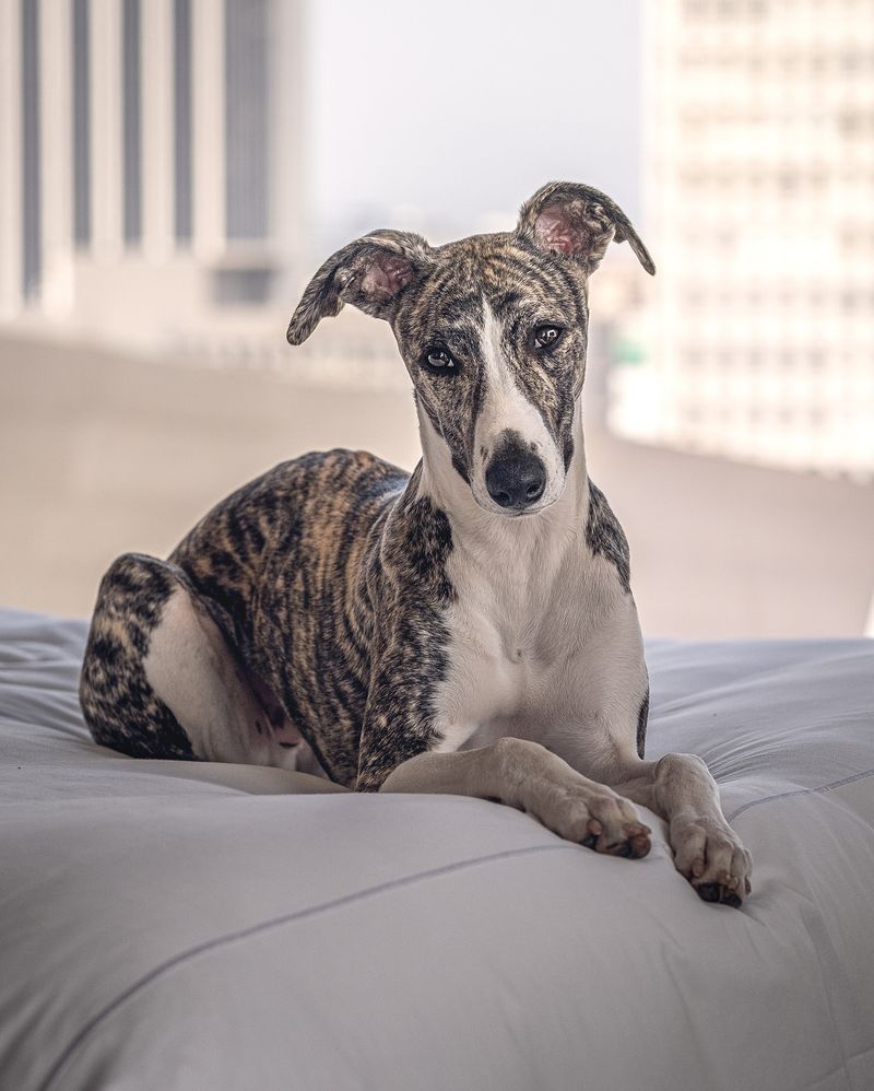 Whippet