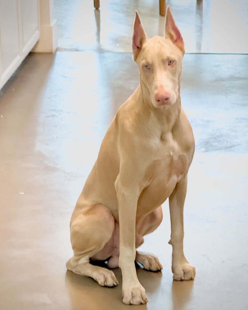 White Doberman