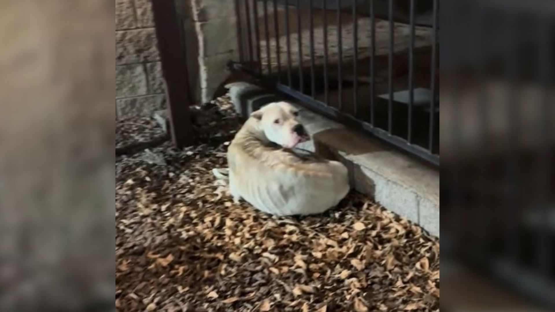 Woman From California Rescues A Sad Malnourished Pup Who Ate Wires And Rocks In Order To Survive