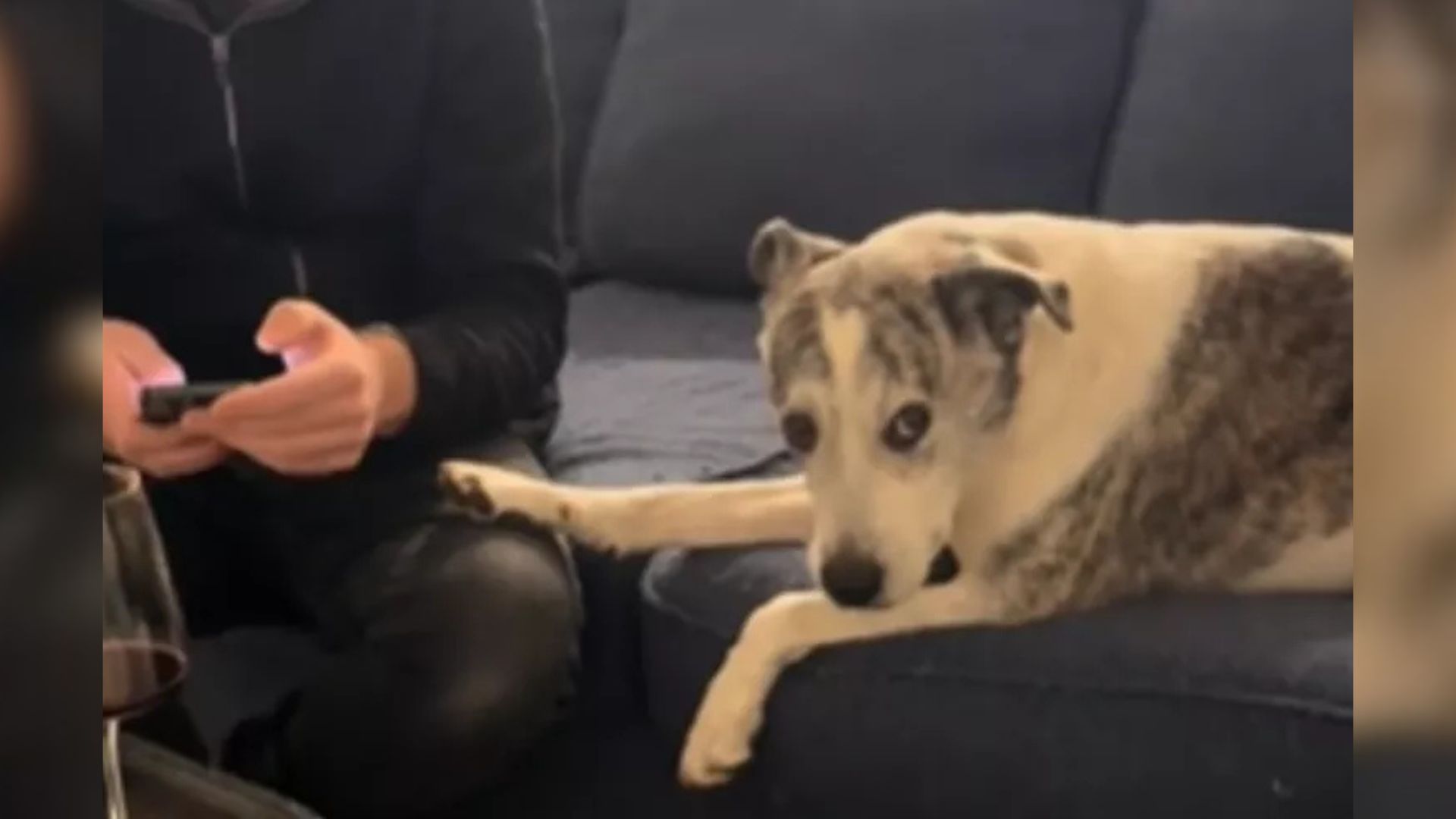 Dog and man sitting on couch