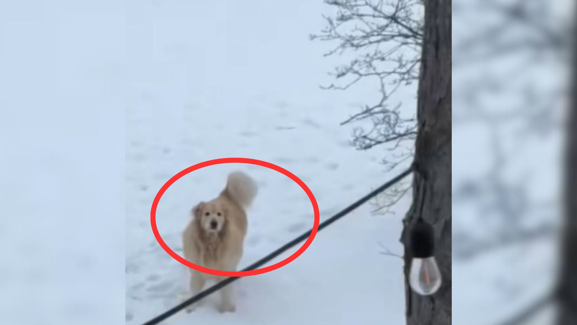 Woman From Michigan Saw Neighbor’s Dog Barking In Front Of Her House Only To Be Surprised By The Real Reason