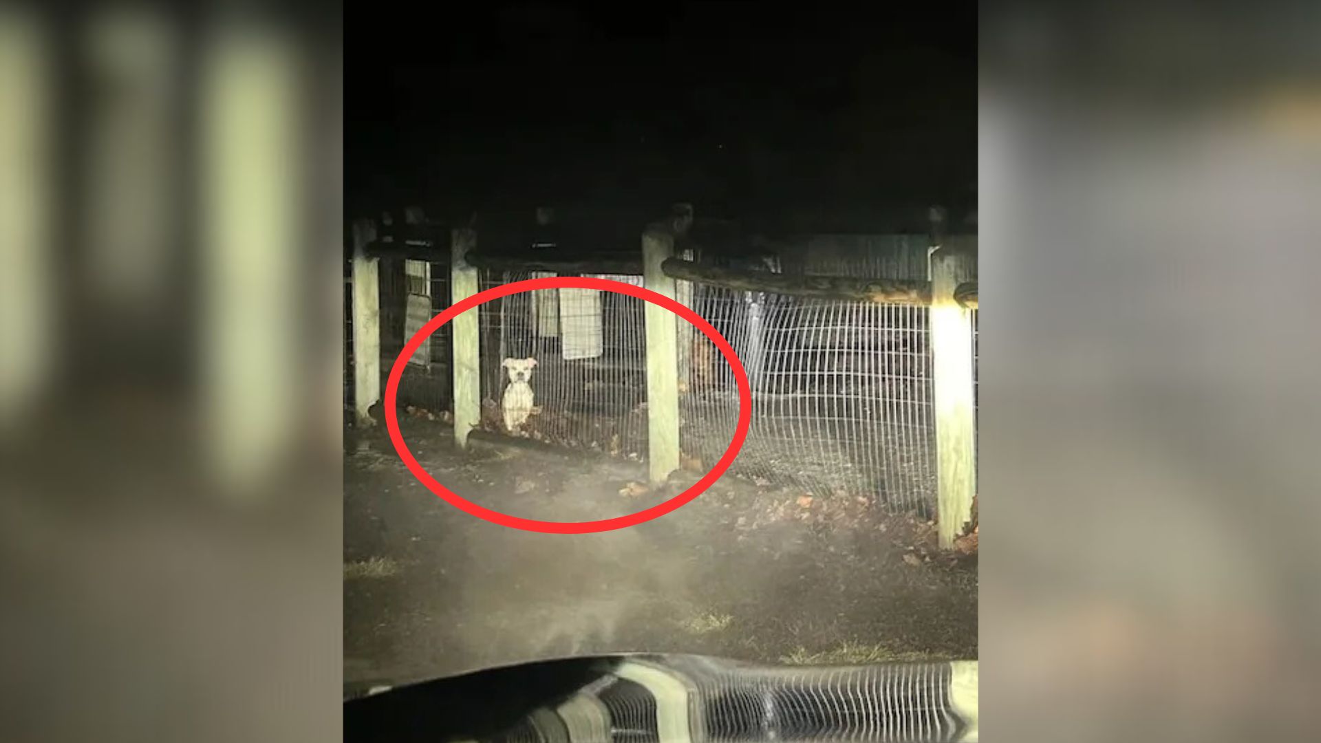 Woman Was Shocked To Discover A Scared Pup Locked Up At A Missouri Dog Park At Night