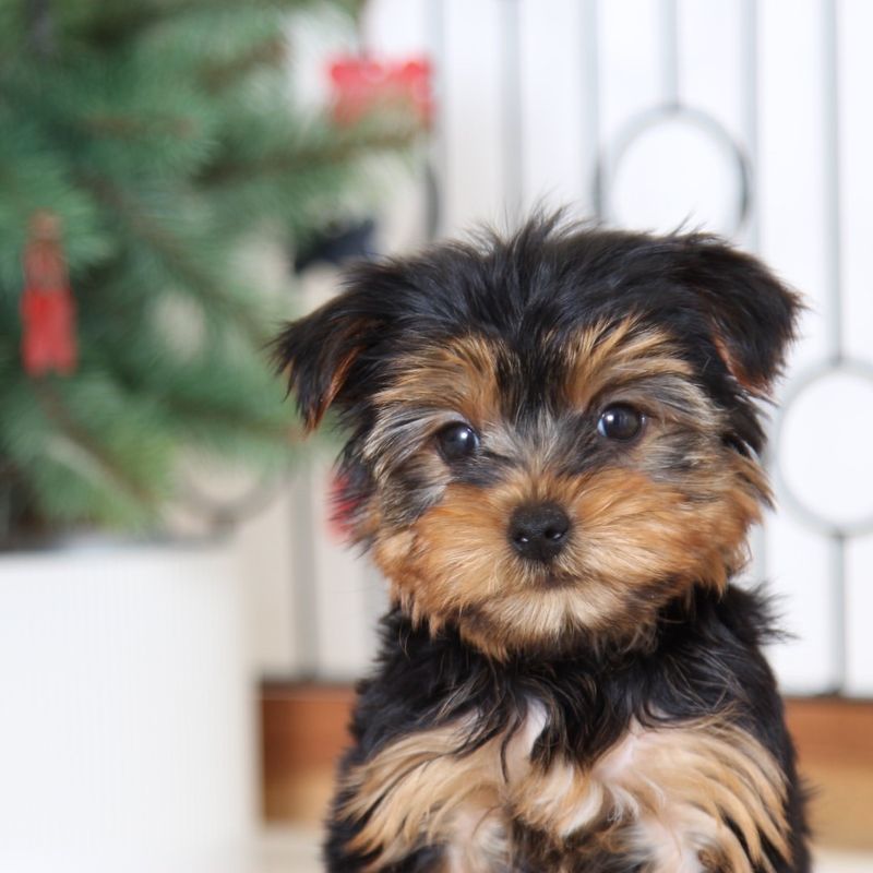 Yorkshire Terrier