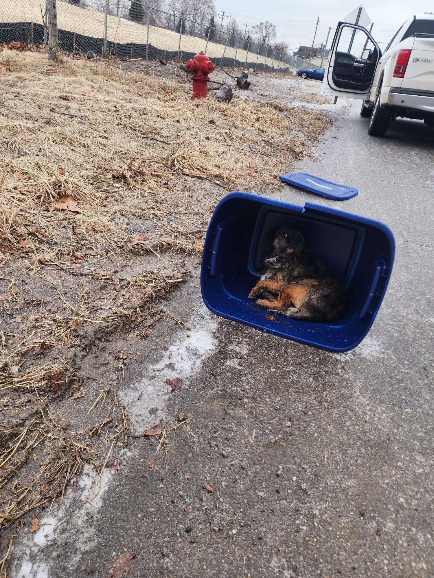 abandoned dog in crate