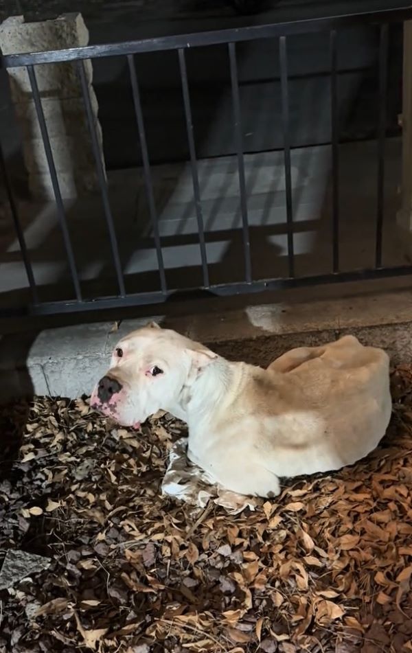 abandoned dog laying down