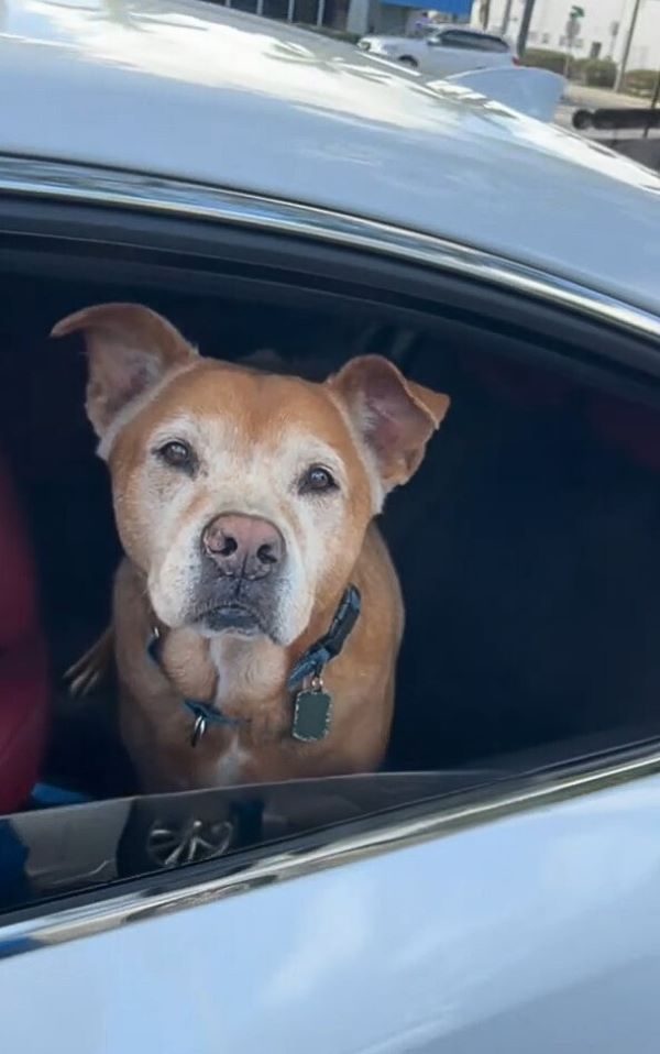 adopted dog in car