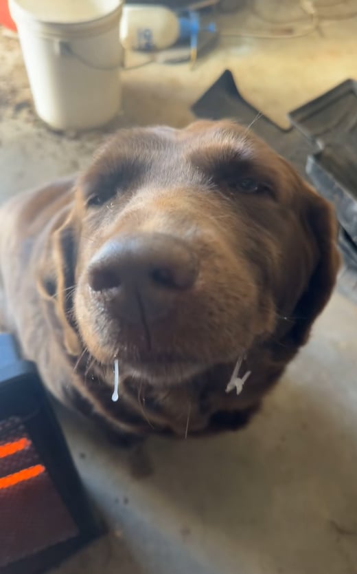 adorable big brown dog