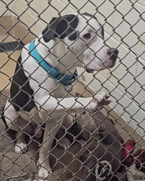 adorable black and white dog